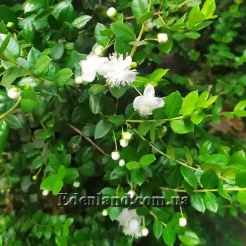 Изображение Лума Чекен - Luma chequen