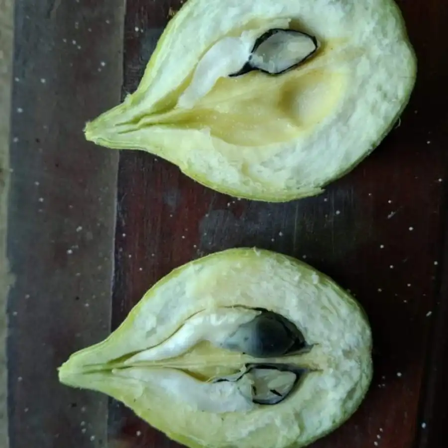 Изображение плод в разрезе