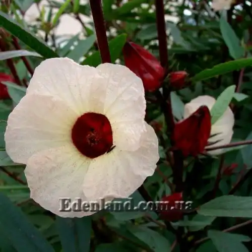 Зображення Гібіскус сабдариффа - Hibiscus sabdariffa