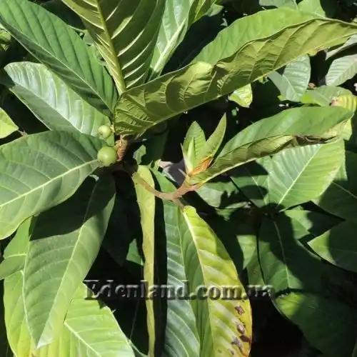 Изображение Фикус Харбофилла (красиволистный) - Ficus habrophylla