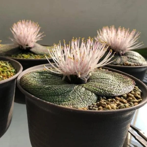 Массония пузырчатая  - Massonia pustulata 