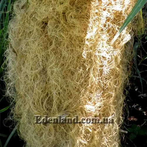 Изображение Коккотринакс волосатый подвид волосатый - Coccothrinax crinita subsp. crinita
