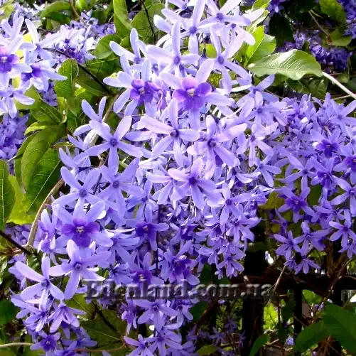 Изображение Петрея вьющаяся - Petrea volubilis