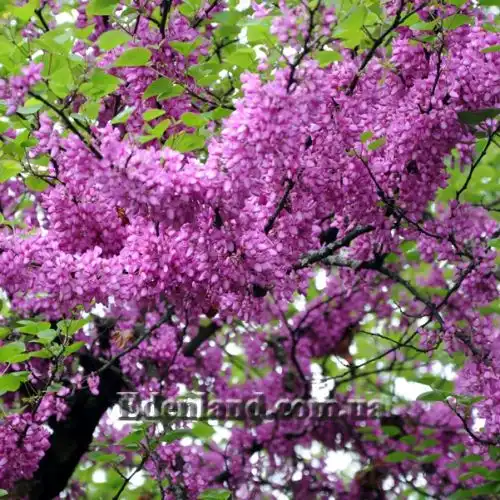 Церцис рожковый - Cercis siliquastrum