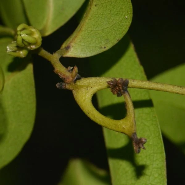 Изображение крючковато изогнутое соцветие