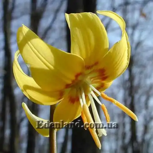 Зображення Еритроніум загорнутий Пагода - Erythronium revolutum Pagoda