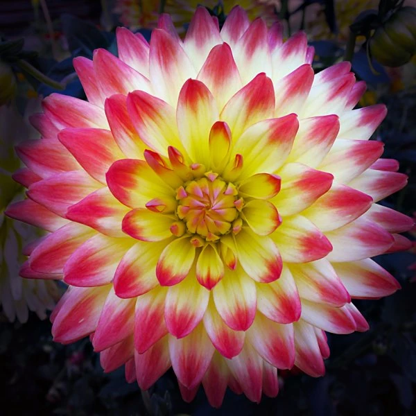 Зображення Актиноморфна квітка