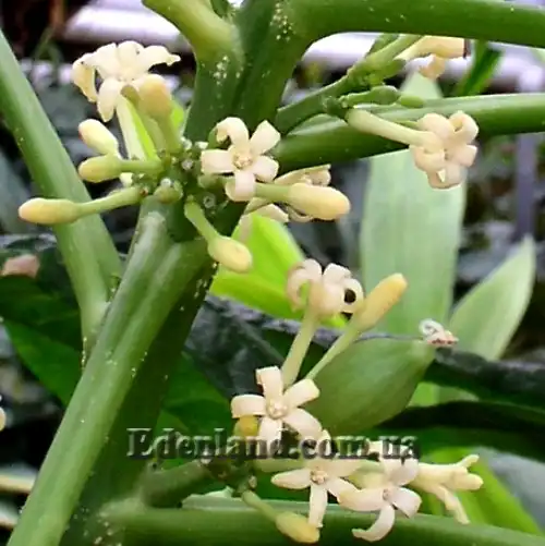 Изображение цветы