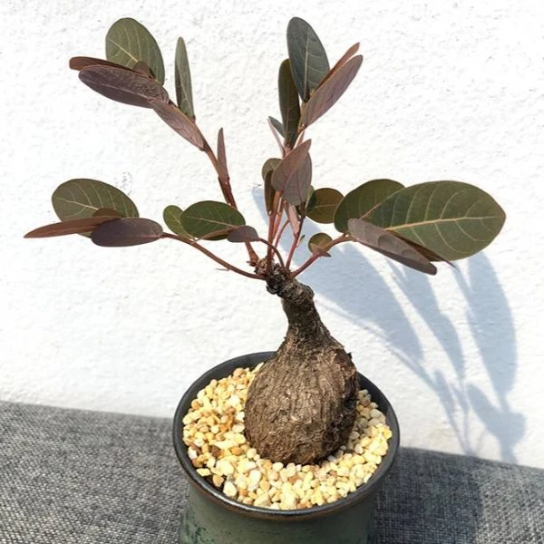 Зображення Філантус чудовий - Phyllanthus mirabilis 
