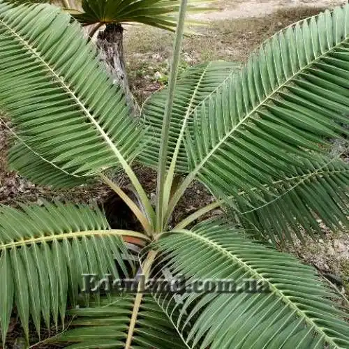 Изображение Диктиосперма белая разн. Соединенная - Dictyosperma album var. Conjugatum 