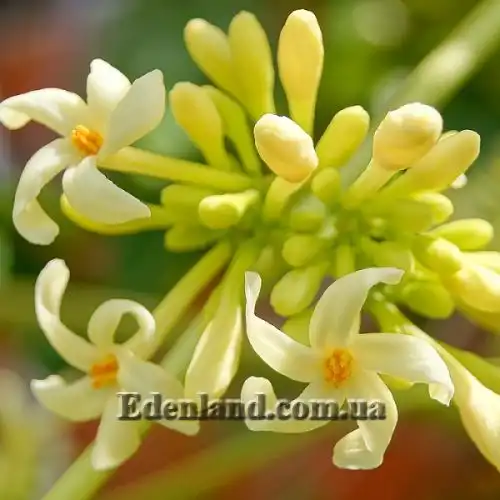 Изображение цветы