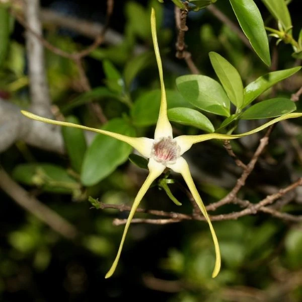 Изображение Строфант желтоватый  - Strophanthus luteolus 