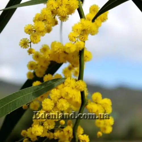 Изображение Акация крупножелезчатая - Acacia macradenia