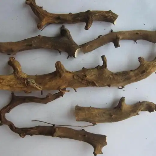 Изображение корневища