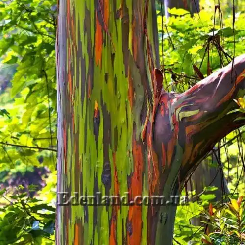 Эвкалипт радужный - Eucalyptus deglupta