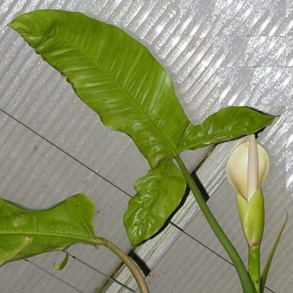 Изображение Филодендрон узколопастный   - Philodendron angustilobum