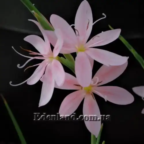 Изображение Схизостилис шарлаховый - Schizostylis coccinea