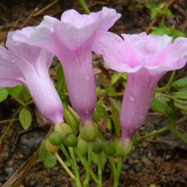 Зображення Іпомея маврикійська - Ipomoea mauritiana 