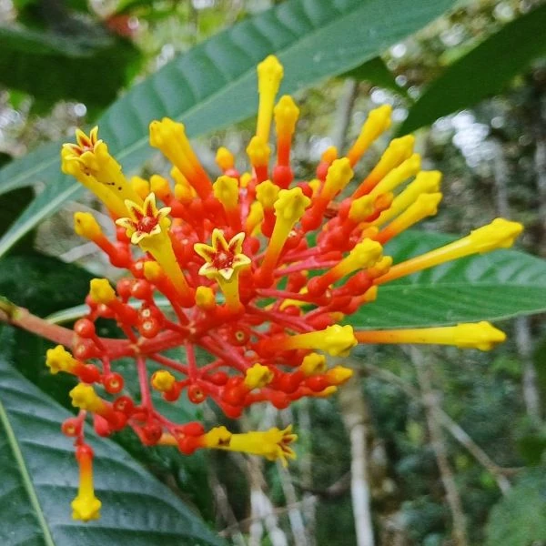 Зображення Ісертія Хенке - Isertia haenkeana 