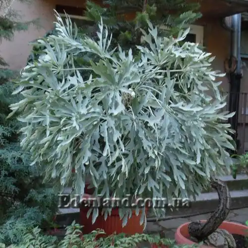 Изображение Куссония метельчатая подвид выемчатая - Cussonia paniculata subsp. sinuata 