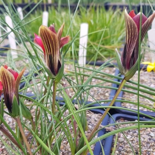 Зображення Ромулея однобратна - Romulea monadelpha  