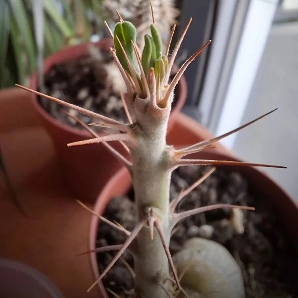 Зображення Пахіподіум сукулентний  - Pachypodium succulentum 