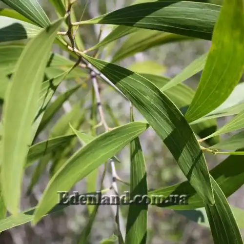 Зображення Акація вушкоподібна - Acacia auriculiformis
