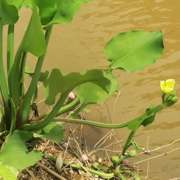 Зображення квітучий кущ