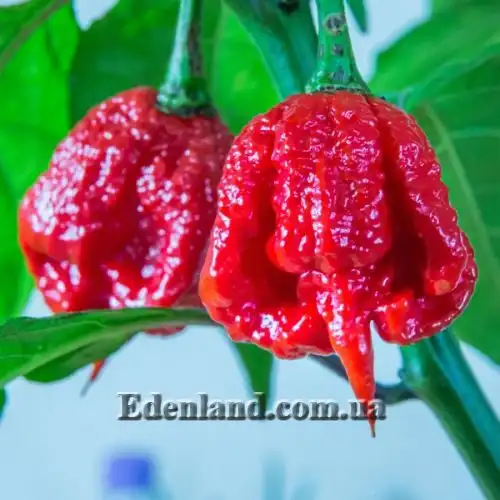 Изображение Перец Тринидад Моруга Скорпион Красный - Capsicum Trinidad Moruga Scorpion Red