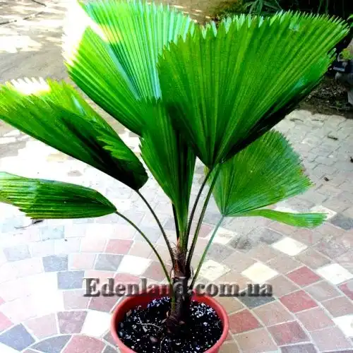 Изображение пальма в горшке