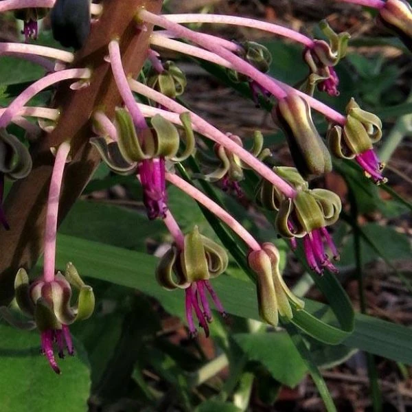 Изображение Ледебурия шершаволистная  - Ledebouria asperifolia