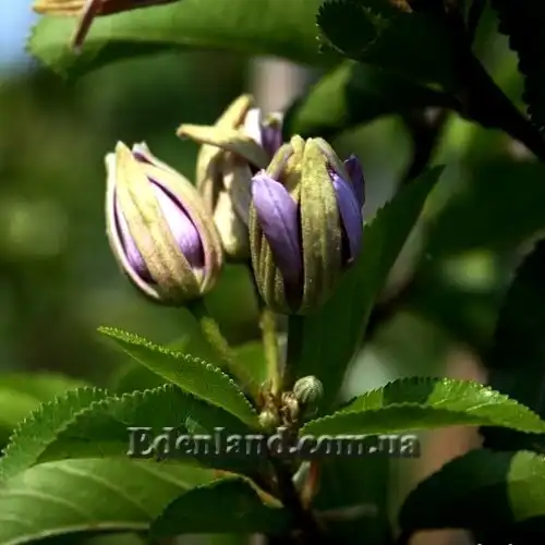 Изображение Гревия западная - Grewia occidentalis