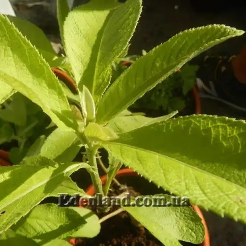 Изображение Блюмея бальзамическая - Blumea balsamifera