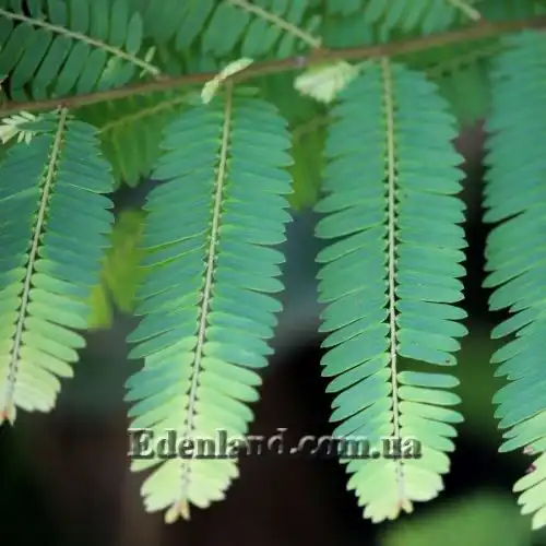 Изображение Филлантус эмблика - Phyllanthus emblica