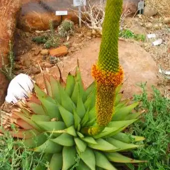 Изображение цветение