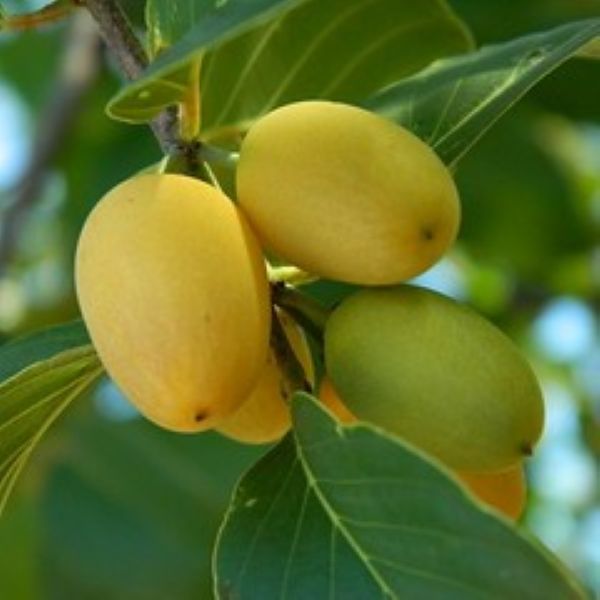 Берхемия двухцветная - Berchemia discolor