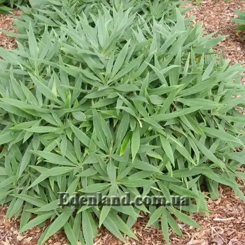 Изображение Эхиум белеющий - Echium candicans