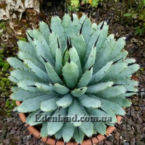Изображение Агава крупноколючковая - Agave macroacantha