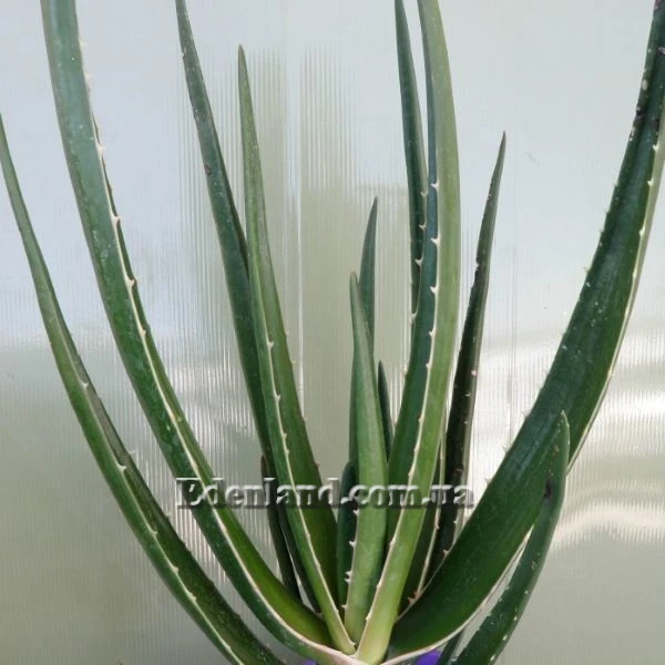 Зображення листя молодої рослини