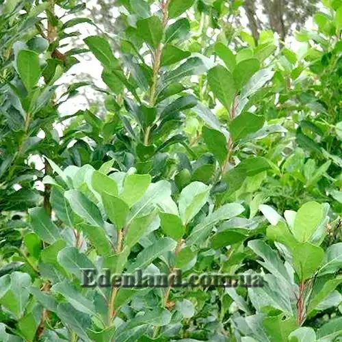 Изображение Падуб парагвайский - Ilex paraguariensis