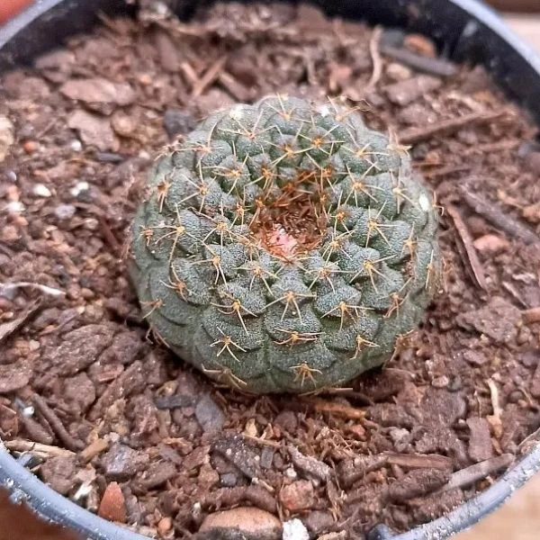 Зображення Фрайлея панцирна - Frailea cataphracta 