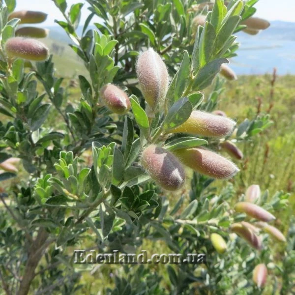 Изображение Подалирия миртолистная  - Podalyria myrtifolia