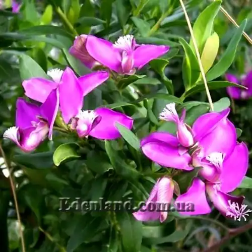 Зображення Істод миртолистий - Polygala myrtifolia
