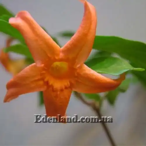 Изображение Райтия сомнительная - Wrightia dubia 