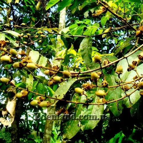 Изображение плоды