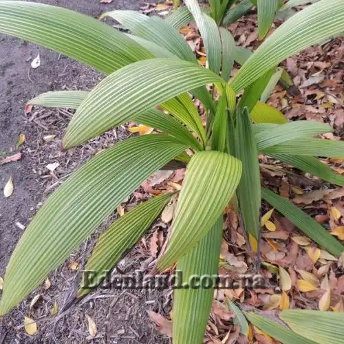 Изображение Куркулиго широколистное - Curculigo latifolia