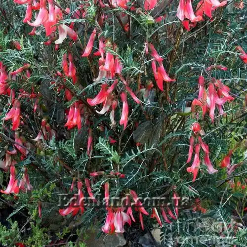 Изображение Сутерландия кустарниковая  - Sutherlandia frutescens