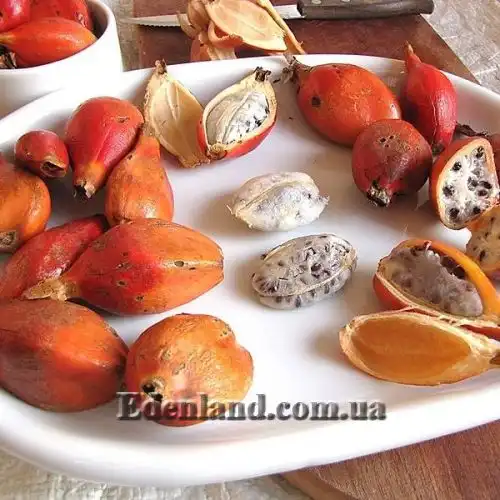 Изображение Афрамомум бело-фиолетовый - Aframomum alboviolaceum