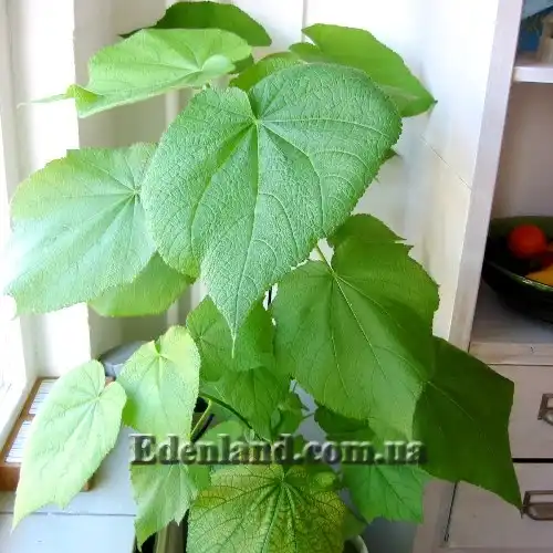 Изображение Спаррманния африканская - Sparrmannia Africana