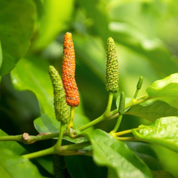 Изображение зеленые и созревающие плоды